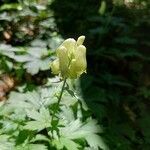 Aconitum lycoctonum flower picture by Janča Zaoralová (cc-by-sa)