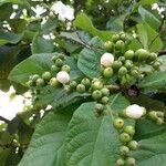 Cordia superba fruit picture by pedrogc -- (cc-by-sa)