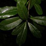 Ficus obtusifolia leaf picture by Nelson Zamora Villalobos (cc-by-nc)