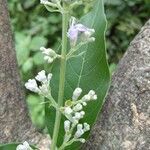 Vitex negundo flower picture by Eww_Pea (cc-by-sa)