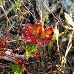 Castilleja applegatei flower picture by Di Abolique (cc-by-sa)