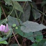 Ipomoea involucrata leaf picture by Maarten Vanhove (cc-by-sa)