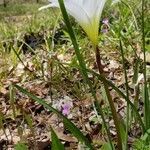 Zephyranthes atamasco habit picture by Brad Kelley (cc-by-sa)