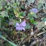 Viola suavis flower picture by Claude Daniel (cc-by-sa)