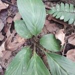 Tacca integrifolia leaf picture by Amer Lazim (cc-by-sa)