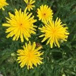 Crepis biennis flower picture by jean-marie samyn (cc-by-sa)