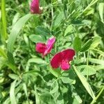 Lathyrus tuberosus flower picture by Veronika (cc-by-sa)