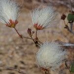 Calliandra tergemina habit picture by Nelson Zamora Villalobos (cc-by-nc)