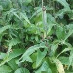 Cirsium heterophyllum habit picture by Sergio costantini (cc-by-sa)