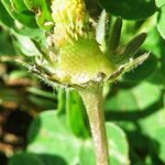 Bellis perennis fruit picture by Gianni Del Bufalo (cc-by-sa)