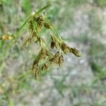 Scirpus pendulus leaf picture by Holly Nobles (cc-by-sa)