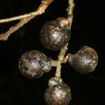 Meliosma glabrata fruit picture by Nelson Zamora Villalobos (cc-by-nc)