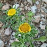 Asteriscus aquaticus flower picture by Pons Ferré Josep (cc-by-sa)