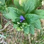 Lobelia siphilitica leaf picture by Amber Benbow (cc-by-sa)