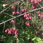 Euonymus europaeus fruit picture by Benjamin Perrin (cc-by-sa)