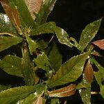 Acalypha apodanthes leaf picture by Nelson Zamora Villalobos (cc-by-nc)