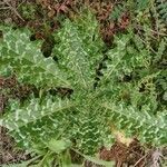 Tyrimnus leucographus leaf picture by Benoist Schaal (cc-by-sa)