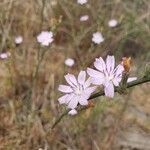 Stephanomeria diegensis flower picture by Michael Cleary (cc-by-sa)