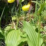 Cypripedium calceolus habit picture by François Strauss (cc-by-sa)