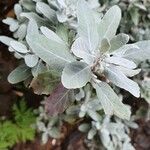 Teucrium heterophyllum l'hér. leaf picture by Rosy Camus (cc-by-sa)