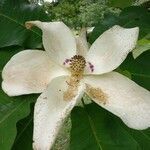 Magnolia macrophylla flower picture by Juan Haro (cc-by-sa)