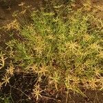 Dactyloctenium aegyptium habit picture by Schnittler Martin (cc-by-sa)