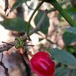 Paullinia meliifolia fruit picture by Trap Hers (cc-by-sa)