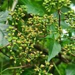 Parthenocissus quinquefolia flower picture by Astrid Hensel (cc-by-sa)