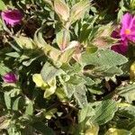 Cistus crispus leaf picture by Leonardo Rosati (cc-by-sa)