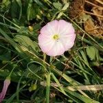 Convolvulus arvensis flower picture by kuhni2109 (cc-by-sa)