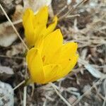 Sternbergia clusiana flower picture by Shaho Rezaie (cc-by-sa)