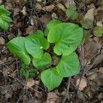 Viola mirabilis leaf picture by Отдел Экологии (cc-by-sa)