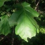 Quercus bicolor leaf picture by Andrew Tannenbaum (cc-by-sa)