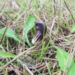 Arisarum vulgare fruit picture by hurtado mateo (cc-by-sa)