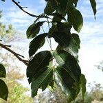 Khaya senegalensis leaf picture by Maarten Vanhove (cc-by-sa)