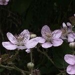 Rubus praecox flower picture by Nozza Roberta (cc-by-sa)