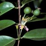 Mouriri guianensis flower picture by Daniel Barthelemy (cc-by-nc)