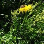 Crepis conyzifolia habit picture by Alain Bigou (cc-by-sa)