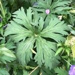 Geranium pratense leaf picture by Dieter Cuypers (cc-by-sa)