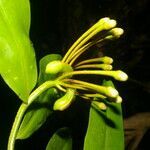 Marcgravia mexicana fruit picture by Nelson Zamora Villalobos (cc-by-nc)