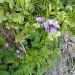 Cardamine chelidonia flower picture by Giovanni Cervellati (cc-by-sa)