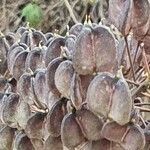 Drimia altissima fruit picture by susan brown (cc-by-sa)