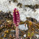 Neobartsia santolinifolia habit picture by Fabien Anthelme (cc-by-sa)