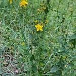 Hypericum pulchrum habit picture by Jean-Marie Frenoux (cc-by-sa)