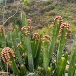 Euphorbia canariensis habit picture by Sastre Oriol (cc-by-sa)