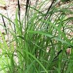 Carex acutiformis habit picture by Havranka (cc-by-sa)