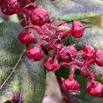 Gaultheria sclerophylla fruit picture by Fabien Anthelme (cc-by-sa)