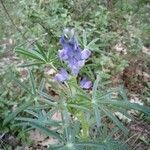 Lupinus angustifolius flower picture by Annie Charbonnel (cc-by-sa)