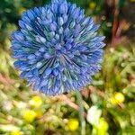 Allium caeruleum flower picture by Auesha Olga (cc-by-sa)