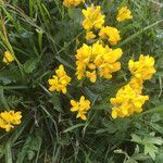 Genista sagittalis habit picture by Bernard Haute Savoie (cc-by-sa)